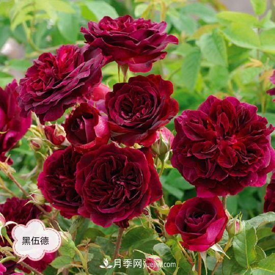 十月，月季栽種好時(shí)節，一堆月季小苗品種推薦(圖15)