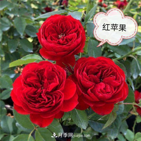 十月，月季栽種好時(shí)節，一堆月季小苗品種推薦(圖4)