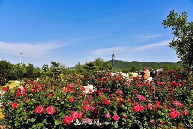 萊州月季之都，***浪漫的月季花海！看這里！(圖1)
