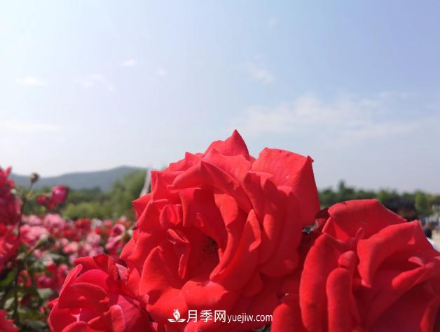 萊州月季之都，***浪漫的月季花海！看這里！(圖2)