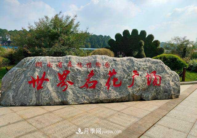 《七絕·月季花》月月飄香月月紅，丹葩弄影笑秋風(fēng)(圖2)
