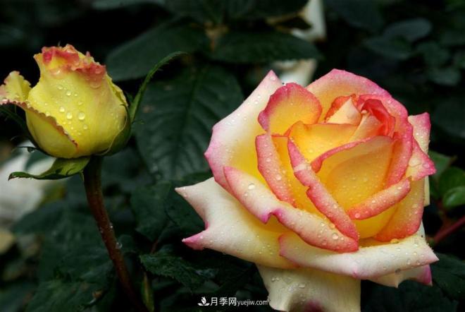 陽(yáng)臺養好月季花技巧，秋天也能有滿(mǎn)滿(mǎn)收獲(圖1)