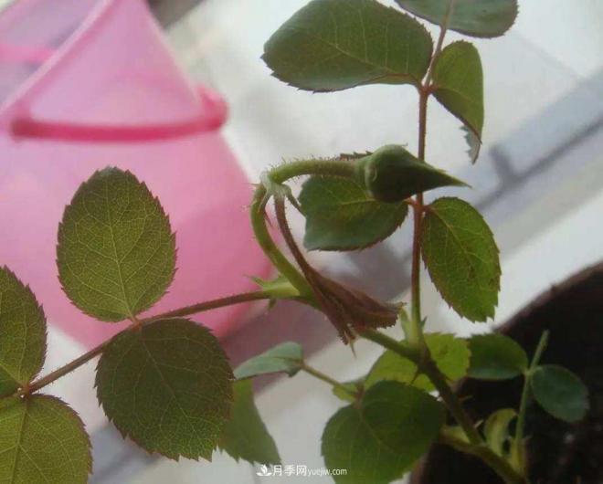 陽(yáng)臺養好月季花技巧，秋天也能有滿(mǎn)滿(mǎn)收獲(圖3)