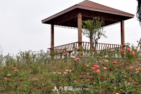 美若仙境！山東滕州市北辛街道這片醉人的月季花海等你來(lái)看(圖2)