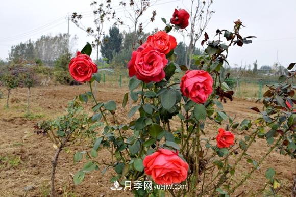 美若仙境！山東滕州市北辛街道這片醉人的月季花海等你來(lái)看(圖3)