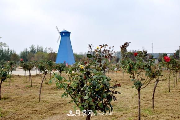 美若仙境！山東滕州市北辛街道這片醉人的月季花海等你來(lái)看(圖4)