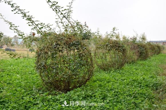 美若仙境！山東滕州市北辛街道這片醉人的月季花海等你來(lái)看(圖7)