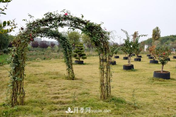 美若仙境！山東滕州市北辛街道這片醉人的月季花海等你來(lái)看(圖8)