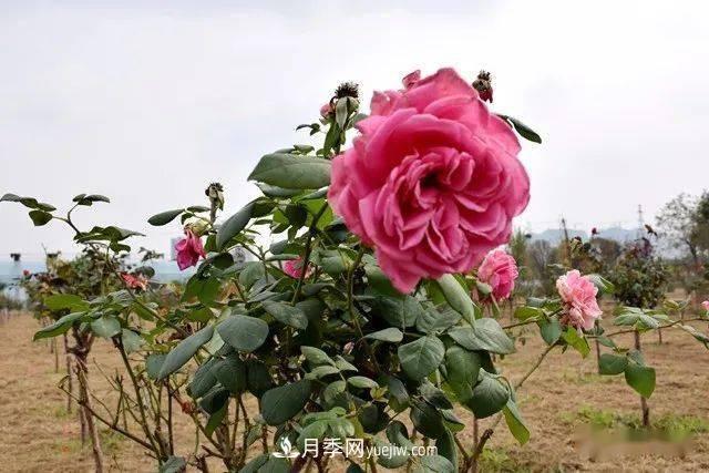 山東滕州北辛街道建成一座月季花海，總占地100畝真漂亮！(圖5)