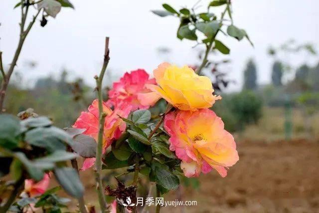 山東滕州北辛街道建成一座月季花海，總占地100畝真漂亮！(圖4)