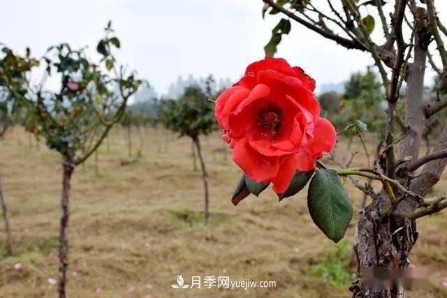 山東滕州北辛街道建成一座月季花海，總占地100畝真漂亮！(圖6)