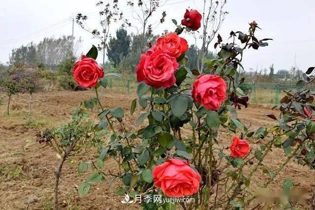 山東滕州北辛街道建成一座月季花海，總占地100畝真漂亮！(圖7)