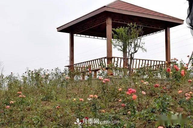 山東滕州北辛街道建成一座月季花海，總占地100畝真漂亮！(圖10)
