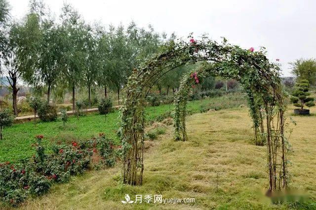 山東滕州北辛街道建成一座月季花海，總占地100畝真漂亮！(圖9)