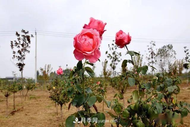 山東滕州北辛街道建成一座月季花海，總占地100畝真漂亮！(圖15)
