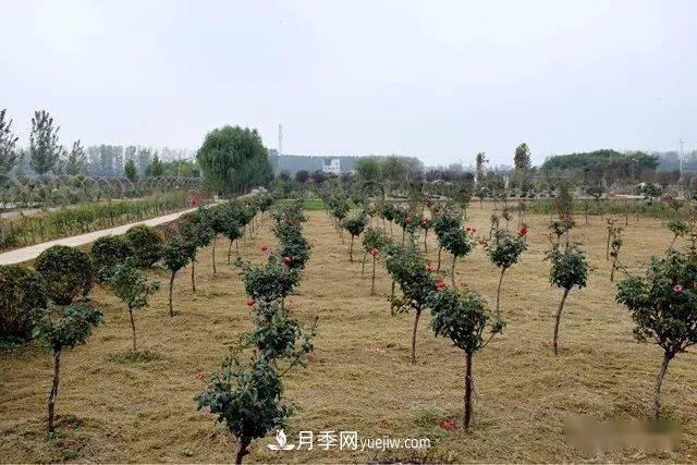 山東滕州北辛街道建成一座月季花海，總占地100畝真漂亮！(圖14)