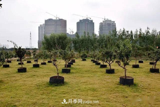 山東滕州北辛街道建成一座月季花海，總占地100畝真漂亮！(圖16)