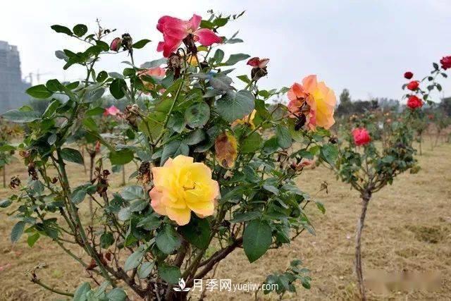 山東滕州北辛街道建成一座月季花海，總占地100畝真漂亮！(圖12)