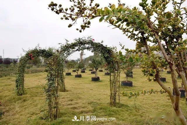 山東滕州北辛街道建成一座月季花海，總占地100畝真漂亮！(圖17)