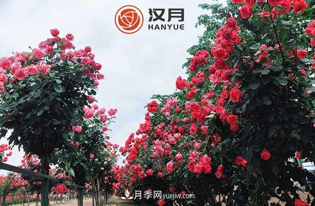 南陽(yáng)漢月農業(yè)科技有限責任公司(圖1)