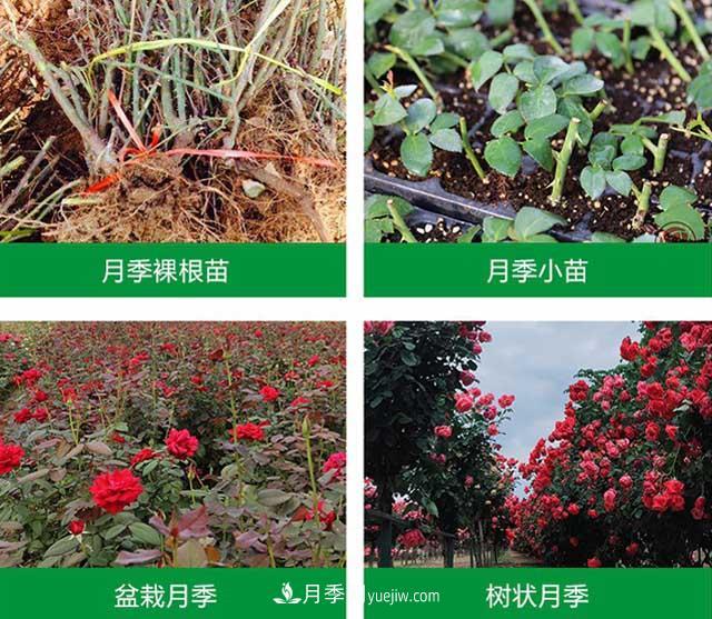 南陽(yáng)漢月農業(yè)科技有限責任公司(圖2)
