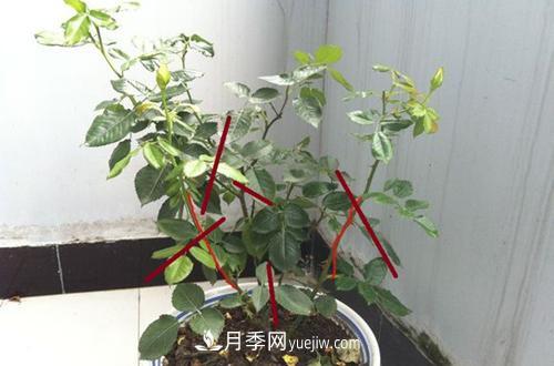 月季冬天如何修剪？冬天能重剪嗎？(圖3)