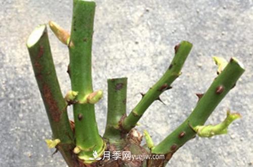月季冬天如何修剪？冬天能重剪嗎？(圖2)