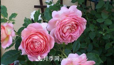 不可錯過(guò)的經(jīng)典灌木月季品種介紹大全！(圖3)