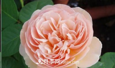 不可錯過(guò)的經(jīng)典灌木月季品種介紹大全！(圖7)