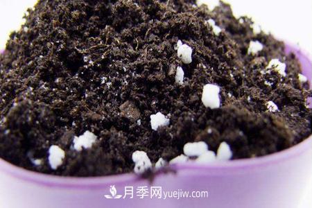 盆栽月季應需要什么樣的土壤？(圖1)