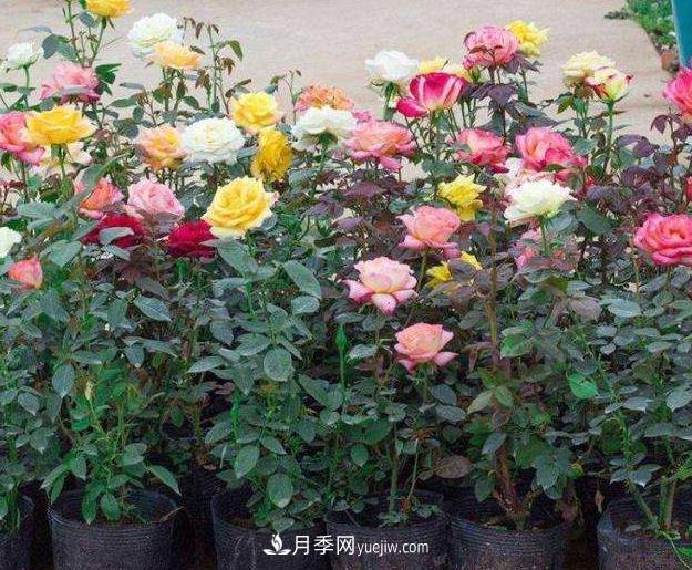 盆栽月季的澆水原則及要點(diǎn)(圖1)