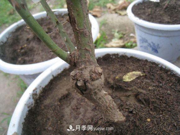 月季從根開(kāi)始就有??？這種病你知道嗎？(圖1)