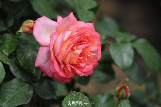治蟲(chóng)害還會(huì )傷到月季？這種蟲(chóng)子讓花友左右為難(圖1)