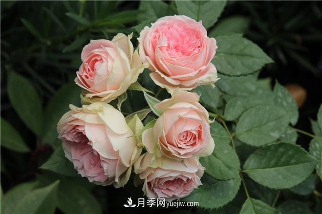 被52座城市共同選為市花的月季有什么魅力？國家園林綠化重大貢獻者(圖3)