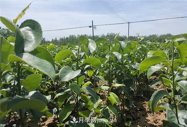 桃樹(shù)苗梨樹(shù)苗批發(fā)，南陽(yáng)天宸果樹(shù)苗木基地(圖1)