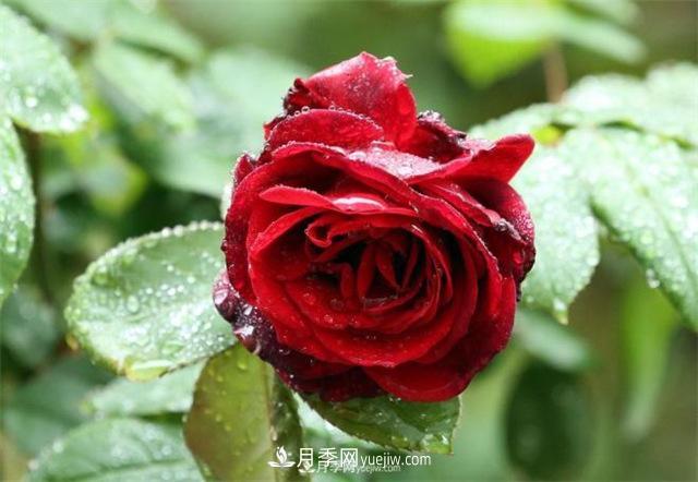 陰雨天對月季還有好處？做好這幾點(diǎn)雨水也能當肥料(圖1)