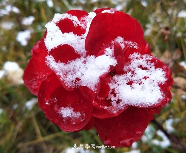 冬天也能叫月季起床開(kāi)花？幾個(gè)簡(jiǎn)單步驟讓月季不再賴(lài)床(圖1)