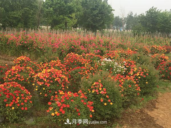 南陽(yáng)月季花球基地批發(fā)價(jià)格(圖1)