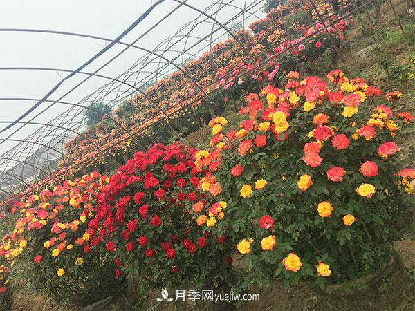 南陽(yáng)月季花球基地批發(fā)價(jià)格(圖2)