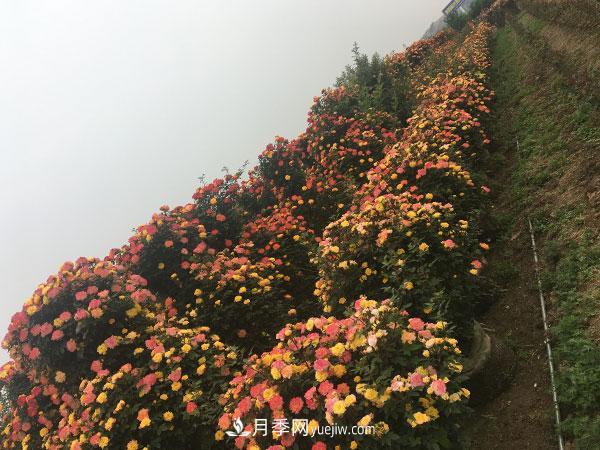 南陽(yáng)月季花球基地批發(fā)價(jià)格(圖3)