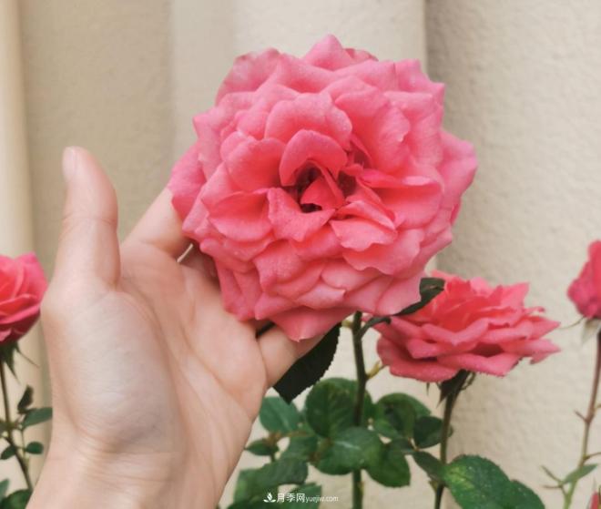 月季花特怕紅蜘蛛，治一治，長(cháng)得更旺更健康(圖1)