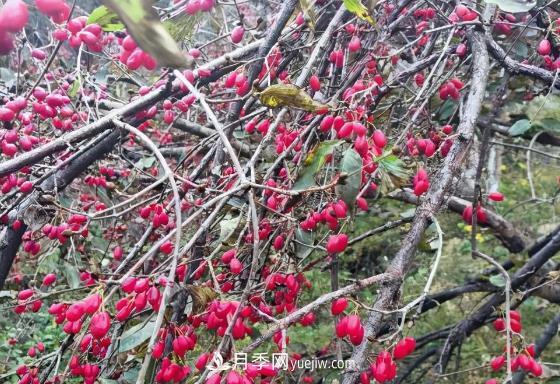 河南南陽(yáng)南召：?jiǎn)潭随偵杰镙怯臣t致富路(圖1)