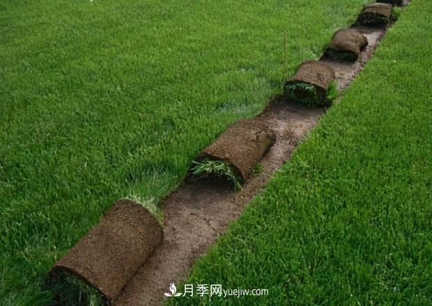 綠化草坪早熟禾和哪些草坪混播效果***好，混播的優(yōu)勢(圖1)