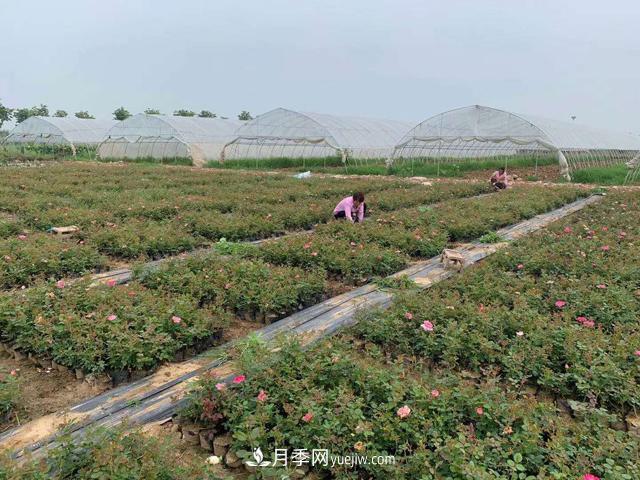 畝換算成平方米是多少？一畝三分地月季說(shuō)的是什么意思？(圖1)