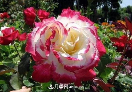 月季施肥也有大學(xué)問(wèn)！施肥澆水技巧技術(shù)有含量(圖1)