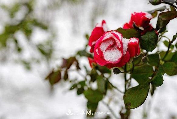 月季冬天到底怕不怕凍？冬季養護只要注意好三點(diǎn)(圖1)