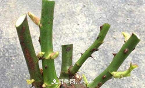 入月季坑3年，冬天來(lái)臨時(shí)我都會(huì )給月季進(jìn)行一次大修剪(圖2)