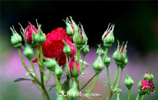 入月季坑3年，冬天來(lái)臨時(shí)我都會(huì )給月季進(jìn)行一次大修剪(圖1)