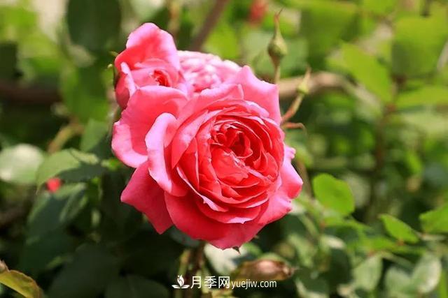 跳過(guò)4個(gè)雷區，月季花的栽培真的......非常簡(jiǎn)單(圖1)