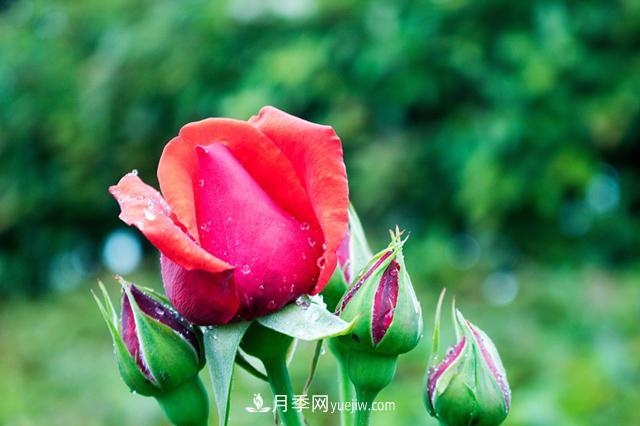 入坑月季別著(zhù)急，新手先看看這6點(diǎn)干貨建議(圖1)